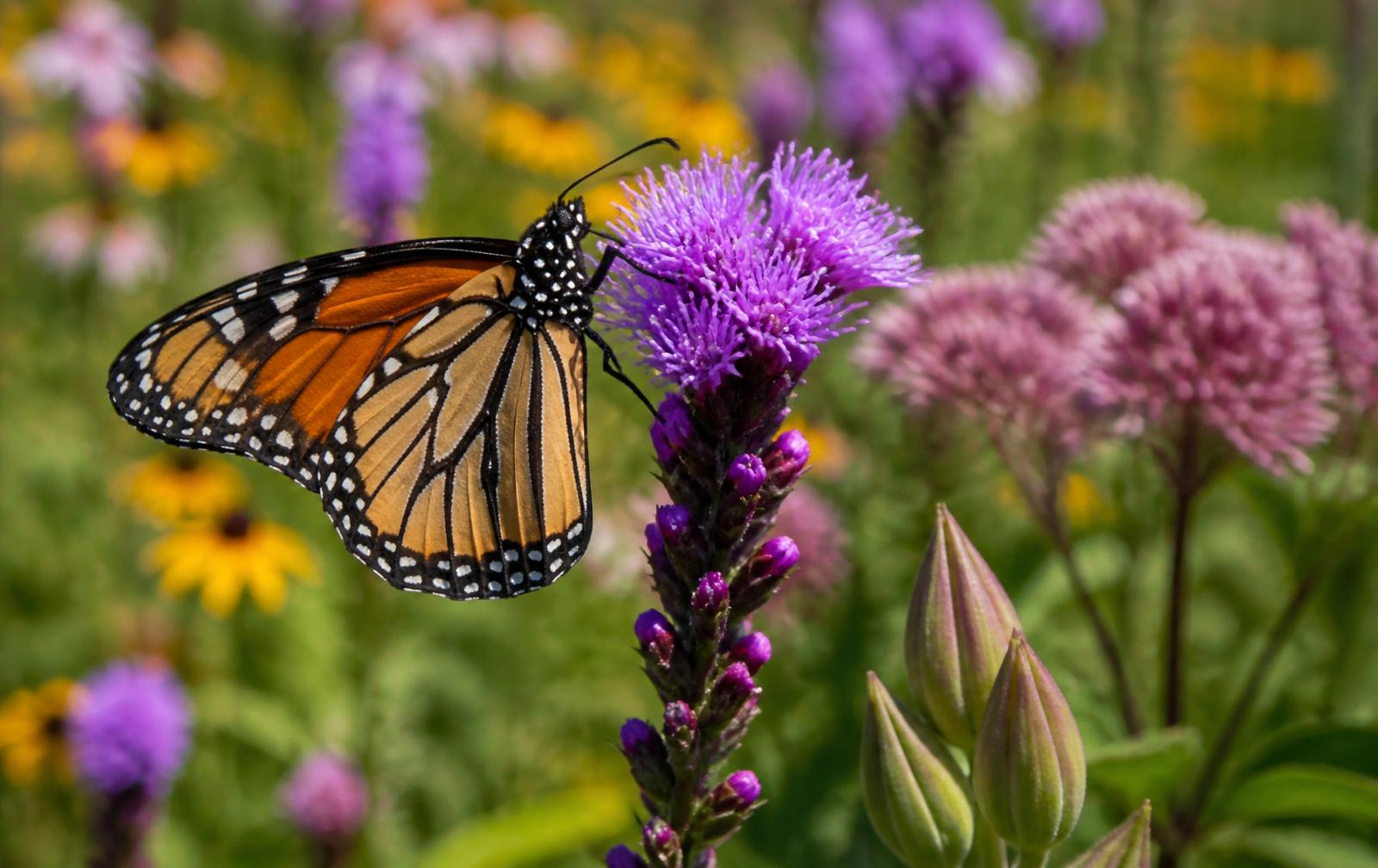 Monarch butterfly on a purple blazing star in a Wisconsin prairie