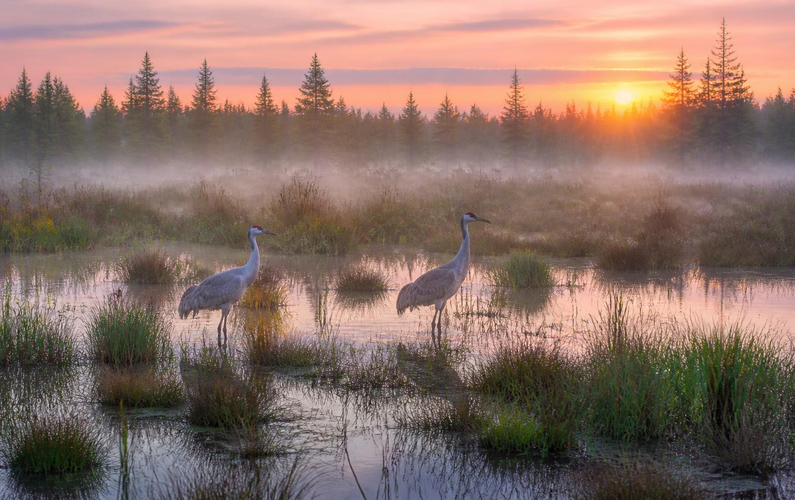 Sandhill cranes in a misty Wisconsin sedge meadow at sunrise