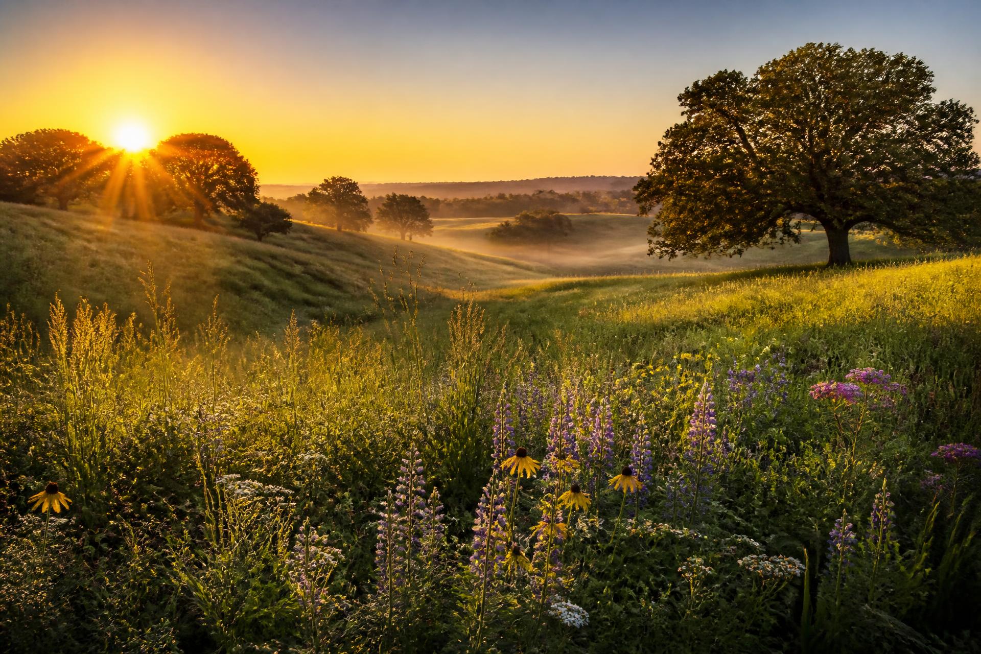 Sunrise over a native prairie with wildflowers, rolling hills, and mature oak trees